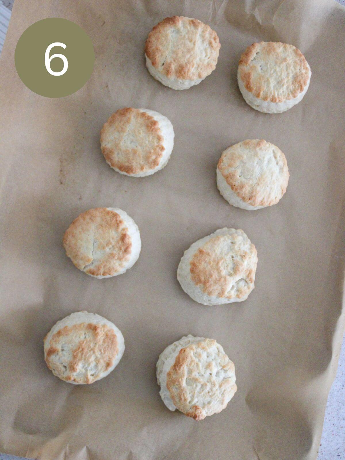 8 homemade biscuits on a sheet pan with parchment paper cooked